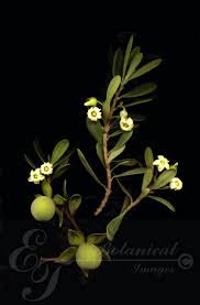 Image result for Diospyros dichrophylla