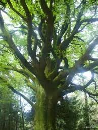 Le Hetre De Ponthus Foret De Broceliande Ille Et Vilaine Foret De Broceliande Foret De Paimpont Foret