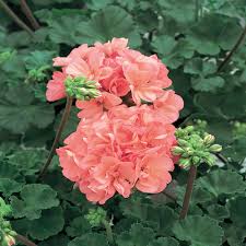 Get it as soon as thu, may 20. Geranium Pink Bedding Plants 6 Pack Garden Ready Plants Plants Seeds Bulbs Garden Outdoors Cimmra Com