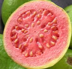 Image result for Psidium guajava