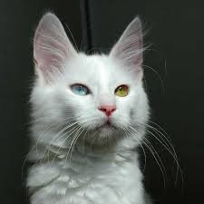 Turkish Angora Cat Personality Traits