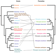 Image result for Apodanthaceae