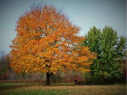 Choose from more than 495 properties, ideal house rentals for families, groups and couples. Potato Creek State Park An Indiana State Park Located Near Bremen Granger And Mishawaka
