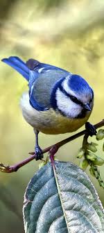 Pin On Pictures Birds