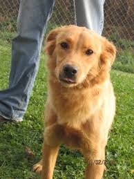 The sweet angel baby with puppy dog eyes. Frederick Md Golden Retriever Meet Bea A Pet For Adoption