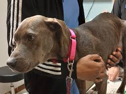 Fundraiser for Magdalena Smolarz by Kathi McDonell : Vivi's Recovery:  Surgery and Care