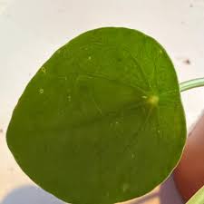 Image result for Pilea tetraphylla