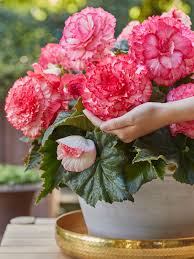 Image result for Begonia princeae