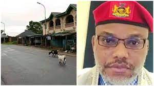 Maybe you would like to learn more about one of these? Biafra Is Free At Last Nnamdi Kanu Reacts To Total Compliance On Sit At Home Day
