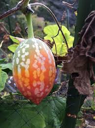 Image result for Coccinia adoensis