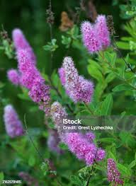 Image result for Spiraea billardii