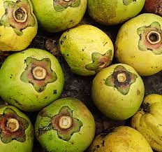 Image result for Diospyros crassiflora