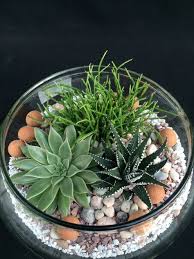 81 Best Cacti Terrariums Cactus Inspiration Images Cactus Terrarium Plants Terrarium Succulents Succulent Arrangements Glass Succulent Gardening