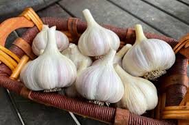 Image result for Garlic