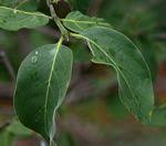 Image result for Psydrax martinii