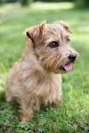 Norfolk Terriers - About Us