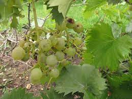 Quick facts grapes are woody perennial vines. Grape Leaves And Vine Shoots Feedipedia