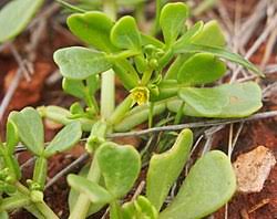 Image result for Zygophyllum leucocladum