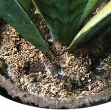 If you notice dropping, yellowing or wilting leaves. 5 Telltale Signs Of Overwatered Plants Bloomscape