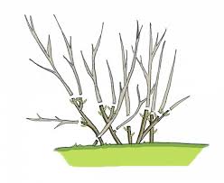This plant will provide nectar and pollen for bees and the many other types of pollinating insects. Perowskia Lobodolistna Perovskia Atriplicifolia Ciecie
