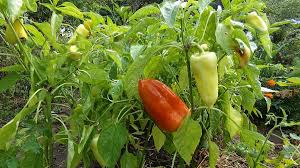 Paprika Anbauen Gemusepaprika Peperoni Chili Freilandanbau Paprika Pflanzen Gemuse Anbauen Gemuseanbau