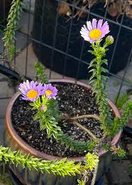 Image result for Diheteropogon amplectens