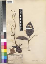 Image result for Marquesia macroura