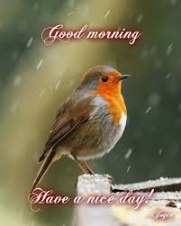 Pin By Joyce Ijzendoorn Beckmann On Good Morning Beautiful Birds Pretty Birds Animals Beautiful