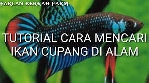 Jenis ikan cupang alam paling populer di dunia ikan cupang atau ikan betta ini merupakan salah satu jenis ikan hias air tawar yang sangat terkenal. Tutorial Cara Mencari Ikan Cupang Di Alam Youtube