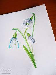 The Snowdrops By Dushky Watercolor Illustration Flower Plantproject Tattoodesign Snowdrops Watercolor Tattoo Flower Nautical Tattoo Plant Projects