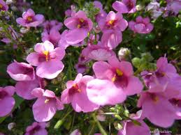 Image result for ostruhatka