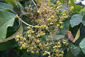 Image result for Tectona