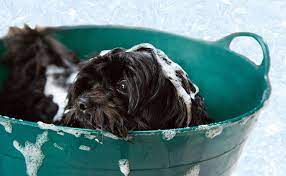 Vous voulez qu'il soit tout beau et tout propre ? Comment Fabriquer Un Shampoing Naturel Et Bio Pour Son Chien
