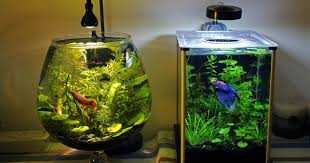 Sometimes, one betta just doesn't cut it. Betta Fish Tank Setup Ideas That Make A Statement Spiffy Pet Products