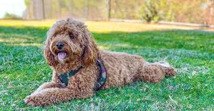 Cavapoo Dog Breed Complete Guide Az Animals