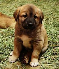 Anatolian Shepherd Dog Anatolian Shepherd Dog Anatolian Shepherd Puppies Anatolian Shepherd