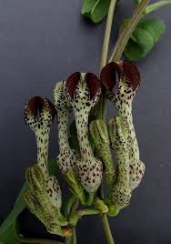 Image result for Ceropegia crassifolia