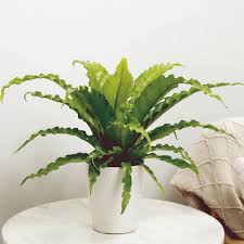 Image result for Asplenium