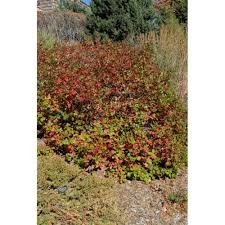 Image result for Priva curtisiae