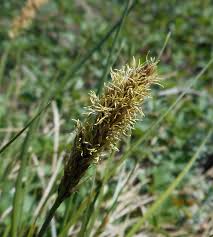 Image result for Carex mildbraediana