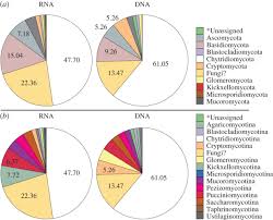 La marina delle due sicilie. Molecular Diversity And Distribution Of Marine Fungi Across 130 European Environmental Samples Proceedings Of The Royal Society B Biological Sciences