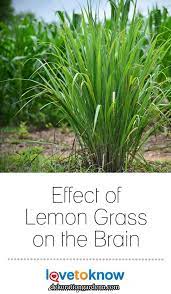 Effect Of Lemon Grass On The Brain The Effect Of Lemon Grass On The Brain Encompasses A Wide Array Of Benefit Lemon Grass Lemon Grass Benefits Planting Herbs