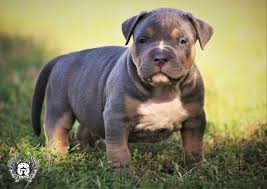 $800 (wylie dallas ) pic hide this posting. American Bully Puppies For Sale Decatur Tx 295336