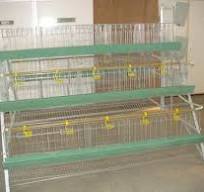Accessoires automatisés 3 de ferme avicole système de cage ...