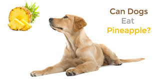 Pineapple is safe for dogs to eat and does not cause any health issues or stomach illnesses of any kind. Can Dogs Eat Pineapple In 2020 Can Dogs Eat Dog Eating Can Dogs Eat Grapes