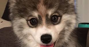 Norman The Pomsky Might Be The Cutest Puppy On The Planet Pomsky Puppies Pomsky Pomeranian Puppy