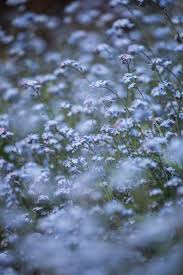 May 11, 2021 · the design experts at hgtv share colorful and trendy bathroom color palettes to inspire your bathroom update or renovation. 25 Beautiful Flower Wallpapers For Iphone Free Download