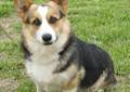 Looking for corgi puppies for sale in the nyc area? Welsh Corgi Pets And Animals For Sale Tennessee