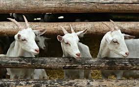 You are sure to fast rather, goat farming become a money making machine if you turn it to business. Livestock Farming Business Plan Livestock Business Loan Agri Farming