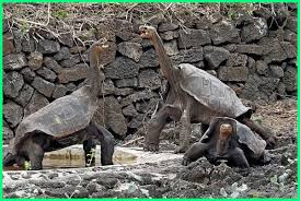 We did not find results for: Kura Kura Galapagos Jenis Terbesar Yang Hampir Punah Ekor9 Com